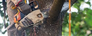 Best Tree Risk Assessment  in Arrowhead Beach, NC