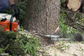 Best Tree Trimming and Pruning  in Arrowhead Beach, NC