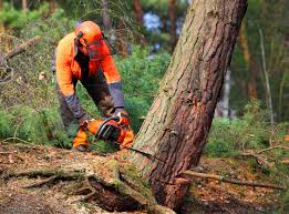 Best Fruit Tree Pruning  in Arrowhead Beach, NC