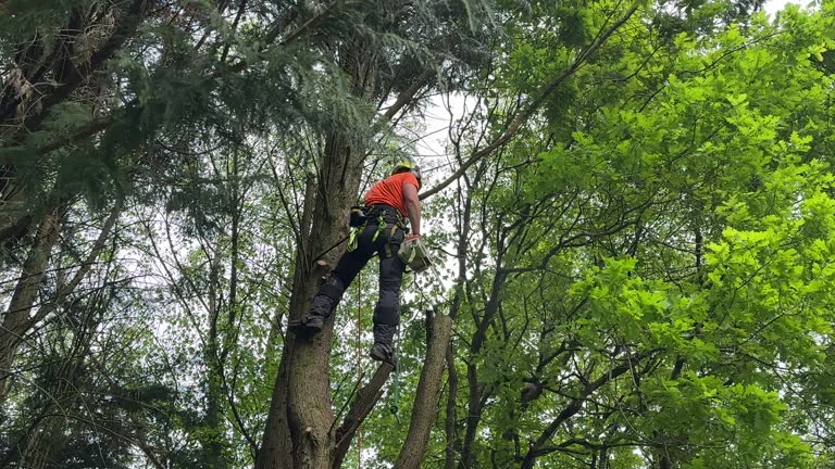 Best Leaf Removal  in Arrowhead Beach, NC