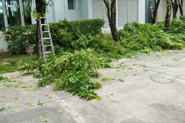 Best Storm Damage Tree Cleanup  in Arrowhead Beach, NC