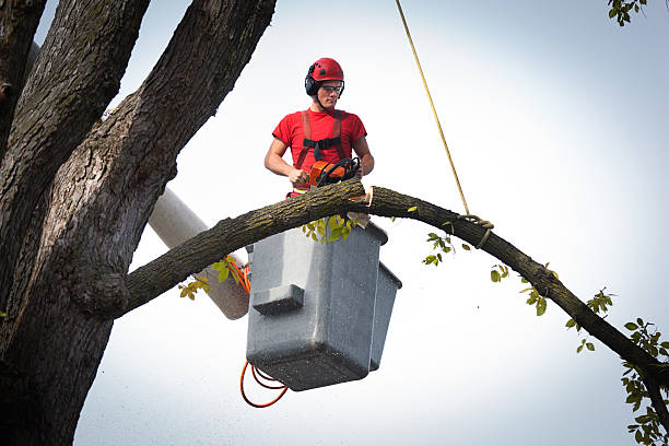 Best Tree and Shrub Care  in Arrowhead Beach, NC