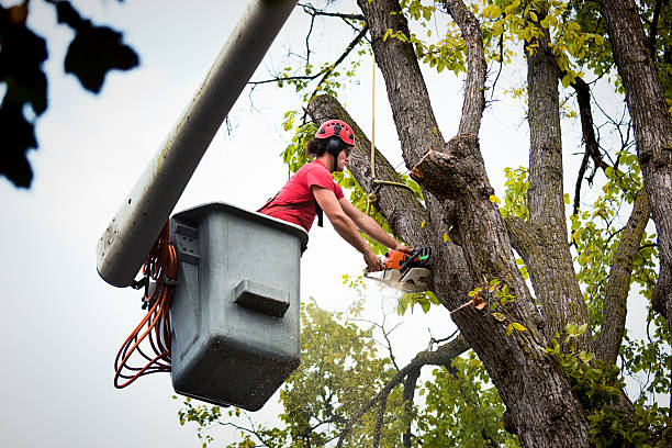  Arrowhead Beach, NC Tree Removal Pros